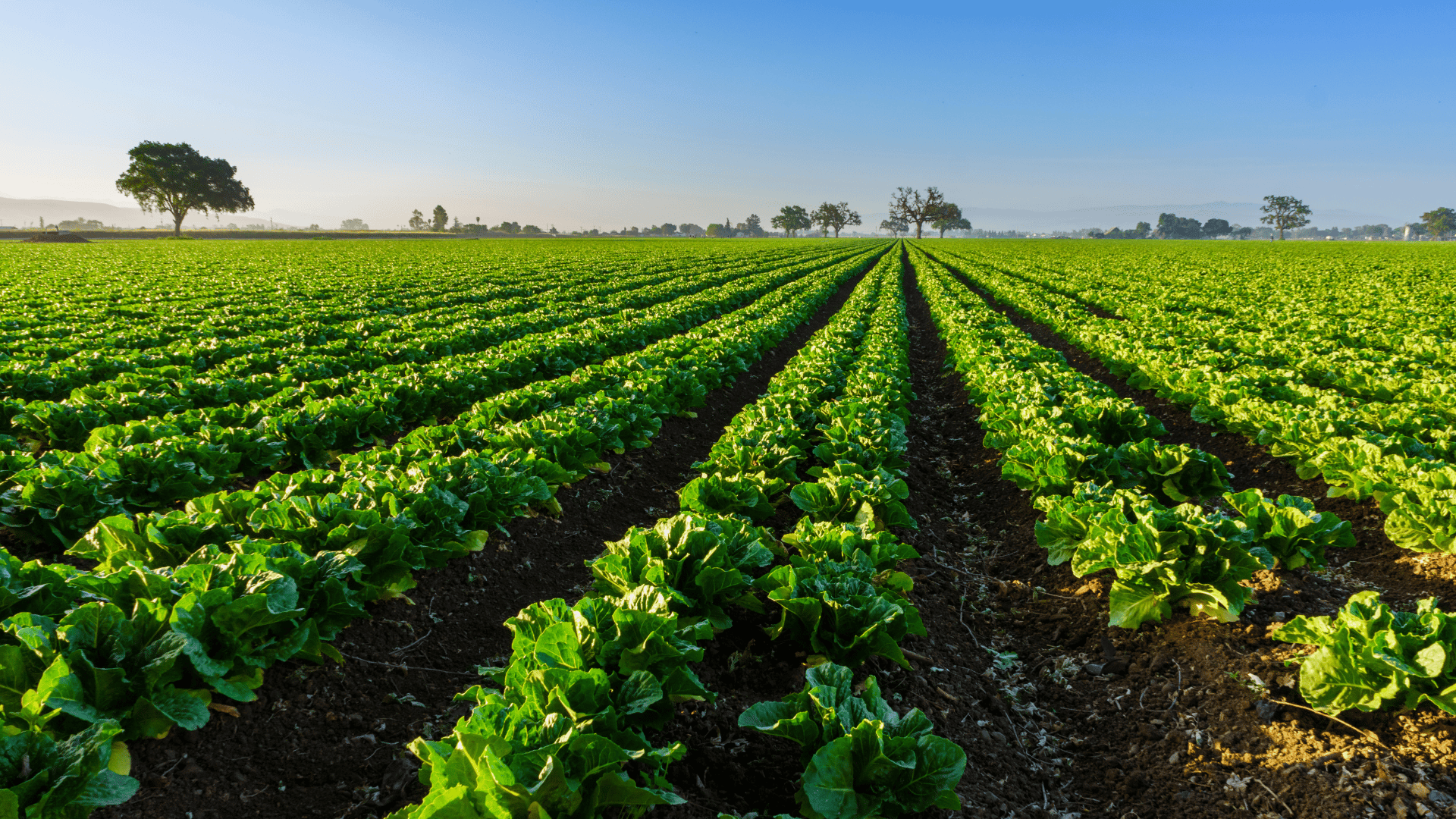 An image of a family farming business